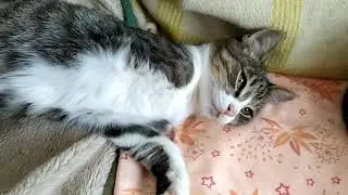 Наша дружная котосемья 😺🥰