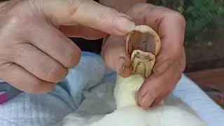 Муларды. Обязательная процедура обрезания.