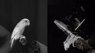 Robotic Bird! Esse Robô voa como #drone e pousa como pássaro, biomimética pura!!