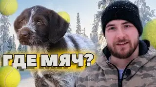 КАК НАУЧИТЬ СОБАКУ ПРИНОСИТЬ МЯЧ (ХОТЬ ЧТО) ЗА 12 МИНУТ?⚽👢💰 ДРАТХААР ЛИНА