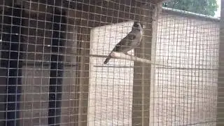 Tamed Goldfinch