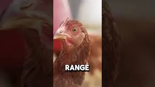 Unbelievable Chicken Vision: Discover The Extraordinary Eyesight Of Chickens! #chicken
