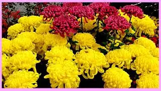 Цветы, музыка и воспоминани
