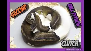 Dreamsical x Black Pastel Pied Ball Python Clutch!