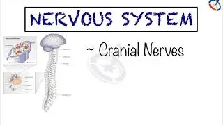 Cranial Nerve Types and Function | Nervous System Physiology by Aakansh Kothari