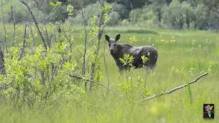 The Moose is Loose