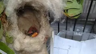 Anakan Burung Karsenan/Cabe Cabean