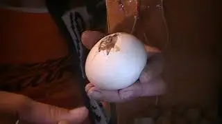 Всем недобросовестным покупателям инкубационного яйца посвещается!!! Кокой на самом деле оплод моего