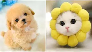 THE BEST CUTE AND FUNNY DOG AND CAT VIDEOS OF 2020! 🐱