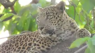 Leopard | Panna Tiger Reserve | Nikon P1000 | 4K