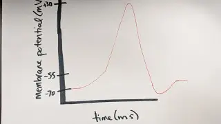 Learn the basics of an action potential in a neuron #anatomy #stem #anatomyandphysiology