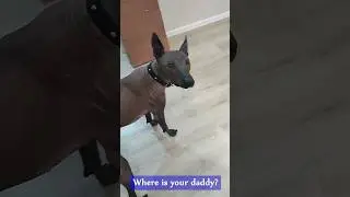 Xolo dog found his daddy 😊