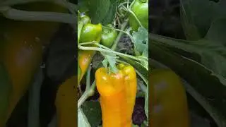 ОГОРОД В СЕНТЯБРЕ