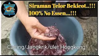 GRATIS SIRAMAN DARI ALAM || WAJIB COBA...!!!