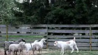 Hayla wants to play... with sheeps
