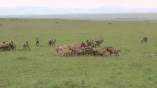 Львы против гиен. Битва за тушу буйвола.