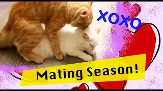 Cats Mating for the First Time! Don't Laugh... 1080p HD