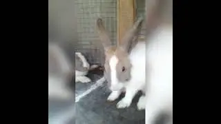 cute baby bunny washing face #shorts