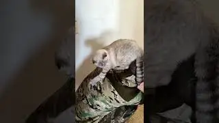 Лака пшикает😁#кошки #хвостатые