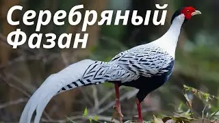 Серебряный Фазан (Интересные Факты)