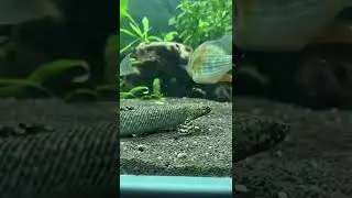 Полиптерус орнатипинис (ornatipinnis polypterus)