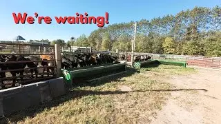 The calves get what the calves want.