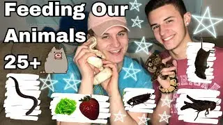 Feeding All Our Animals (25+)