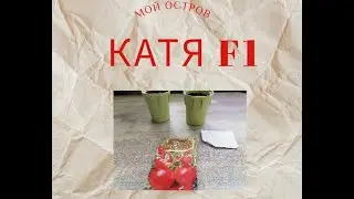 Томат Катя F1.Томат от всходов до сбора урожая.