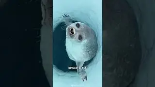 Ringed Seal 🦭 The Cutest Seal Species Of The Arctic 