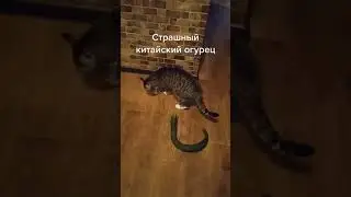 Приколы с животными 