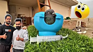 Pigeon Holder कहाँ से खरीदें ? | Pigeon Holder का इस्तेमाल कैसे करें ? | how to use pigeon holder