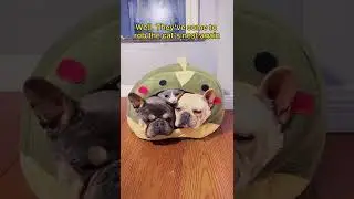 This is so cute!! #dog #cat #shorts