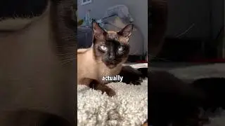 My Siamese Cat’s Way of Greeting Me 🥲