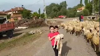 Yozgat Darıcı köyü Koyunlar  inekler Sheeps cows