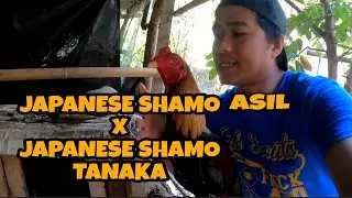 DRAGON WARRIOR DAW ITO? JAPANESE SHAMO MGA BAGONG BREEDING KO NGAYON.
