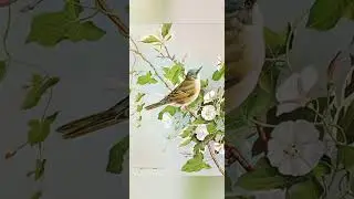 Татарская народная песня "Сандугач кугэрчен"