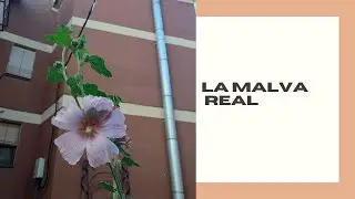 LA MALVA REAL