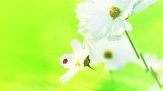 Элегантное слайдшоу