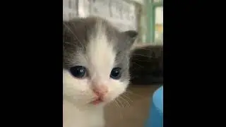 Милое видео про котика 😍 