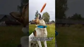 #Дворняжкахэнк #собака #собакалучшийдругчеловека