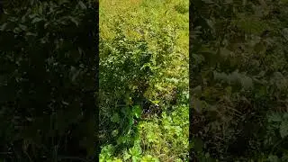 Гектар борщевика Сосновского.