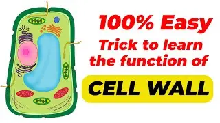 Functions of CELL WALL | Trick to REMEMBER Cell Wall Functions | Cell Wall Biology