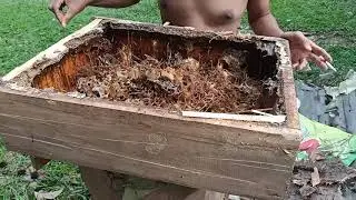 Diserang lebah kelulut ketika mengambil madu