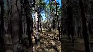 Осенний лес
