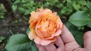МОИ ПРОЦЕССЫ.... НАКУПИЛА КРАСОТЫ ДЛЯ НАСТРОЕНИЯ 