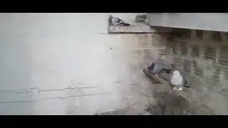MERHABA ARKADAŞLAR YİNE BİR KUMES TANİTİMİ VİDEOSUYLA KARSİ NIZDAYİZ