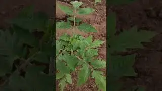 🌿🌿🍅