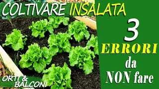 COLTIVARE INSALATA | 3 ERRORI da NON fare | Come coltivare INSALATA in ORTO e BALCONE senza sbagli
