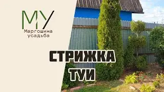 Стрижка туи. Как формировать и обрезать тую