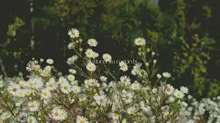 Nylonwings - Vidder